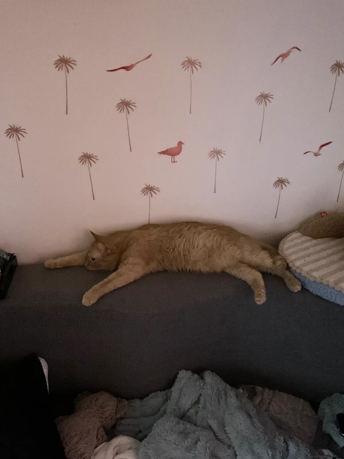 Leo lying sideways along the back of the couch beneath palm tree wall decals