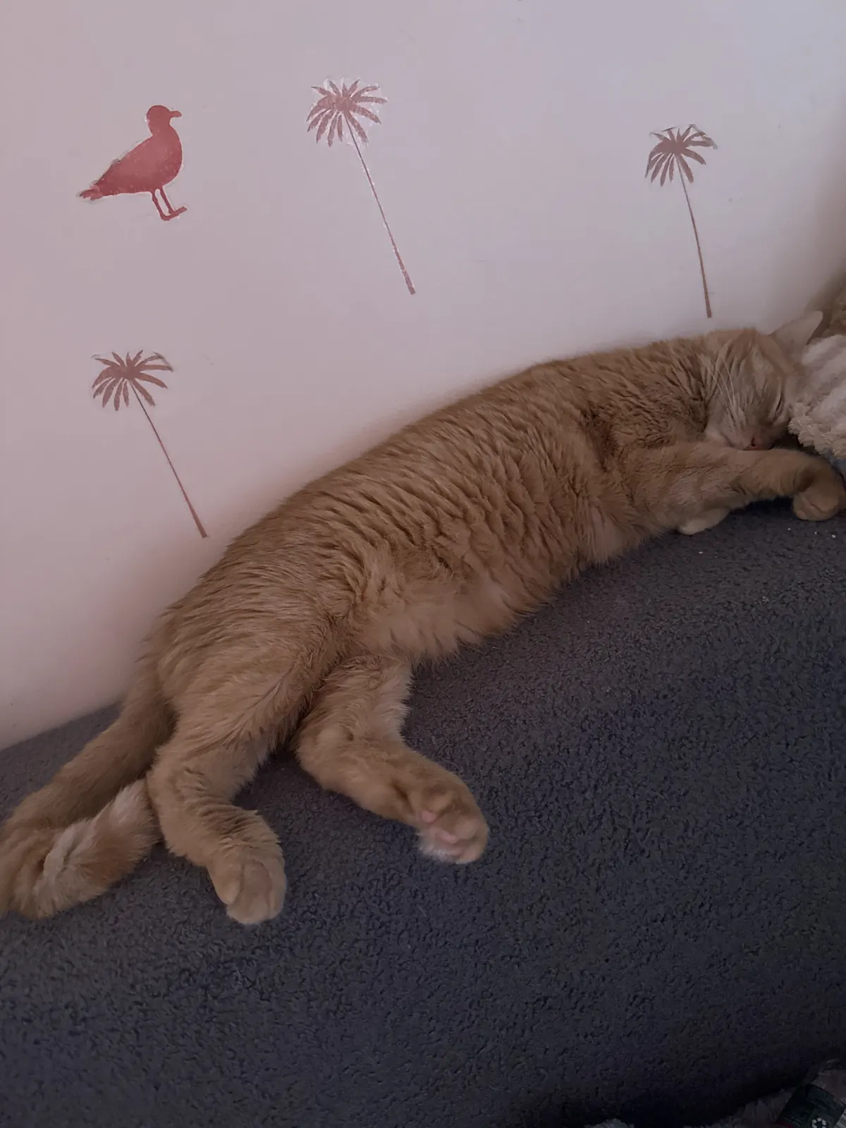 Leo stretched out to full length, fast asleep on a grey couch
