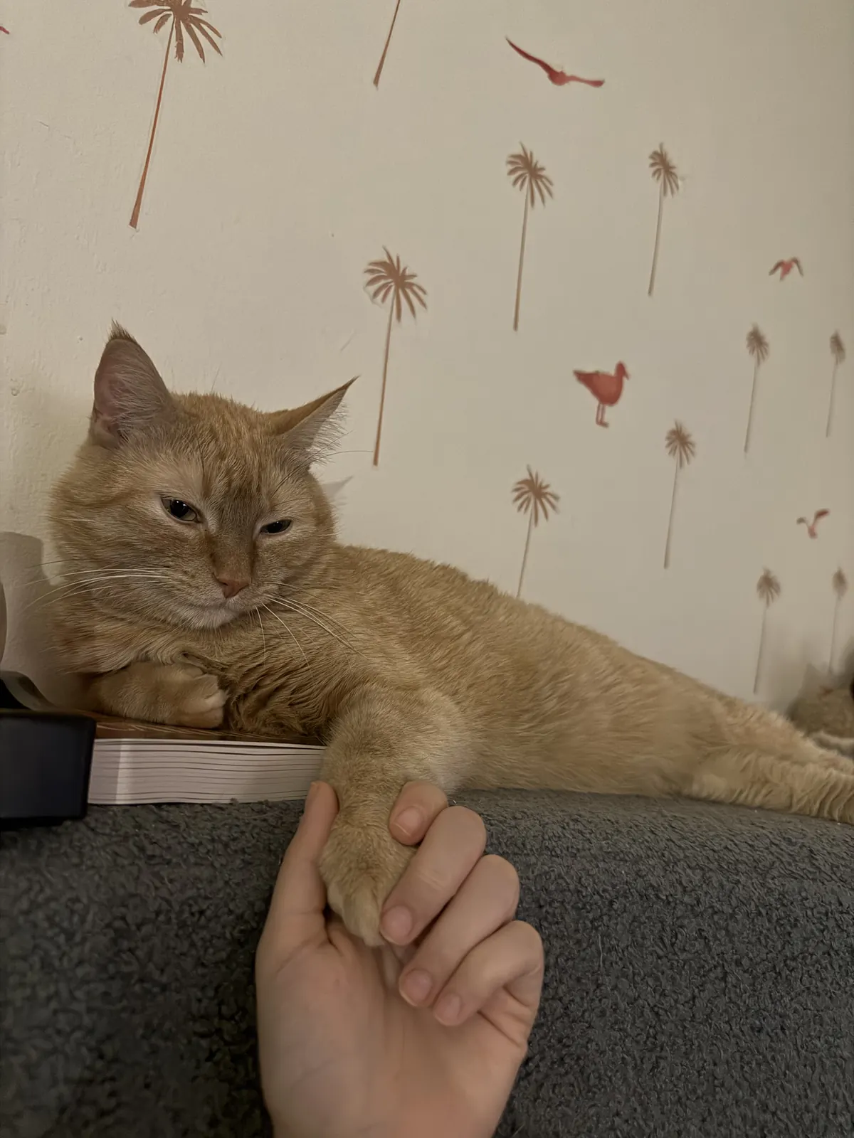 Leo lounging on the couch, resting his paw gently in a person's hand