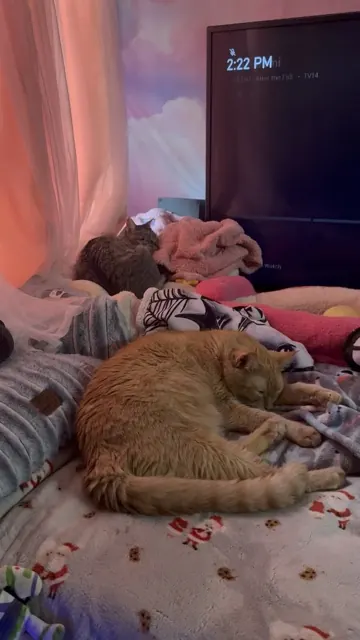 Leo curled up asleep on the bed while Zelda naps on the pillows right behind him