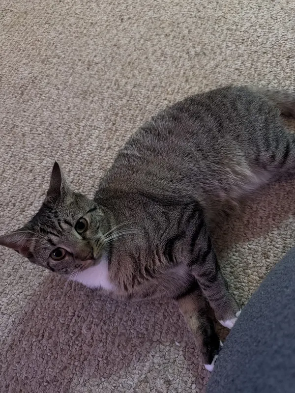 Zelda rolling on the carpet, looking up with green eyes